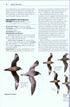 Rare Birds of North America - Howell, S.N.G. ym. 2014